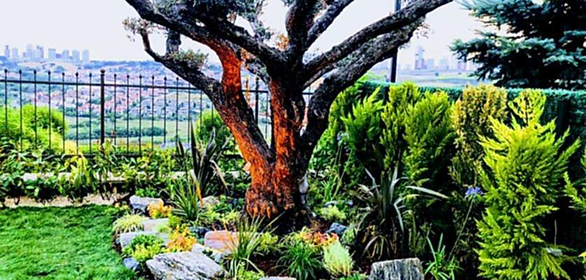 Bahçe Bakım Hizmeti